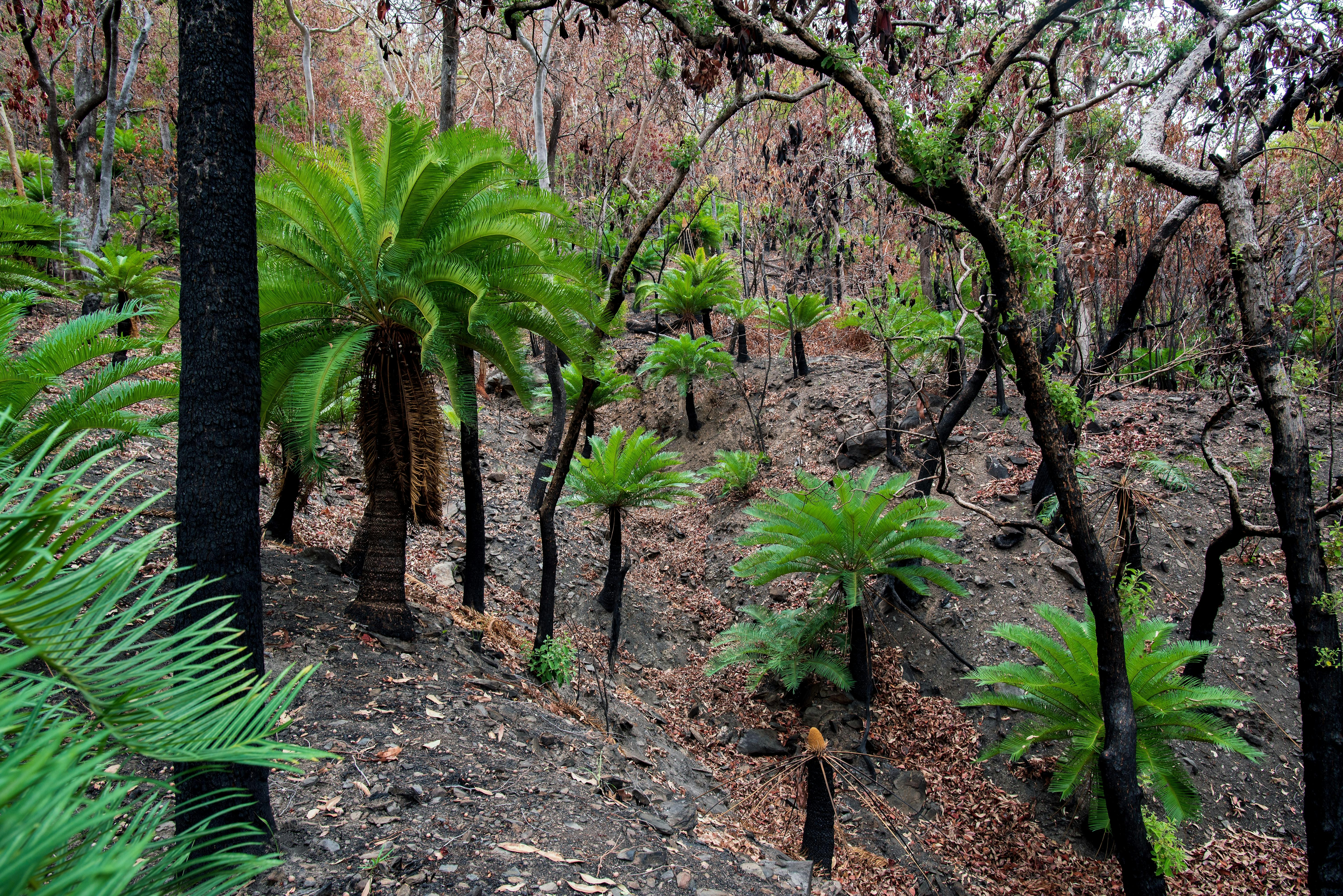 green trees on brown soil